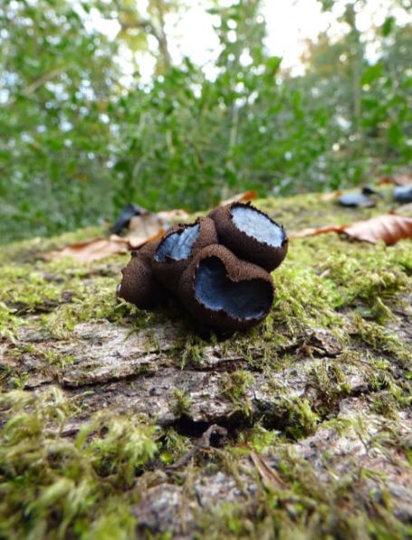 Unfurling fruit bodies on oak in the New Forest, UK.